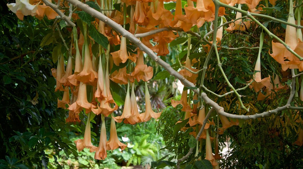 Luthy Botanical Garden inclusief wilde bloemen