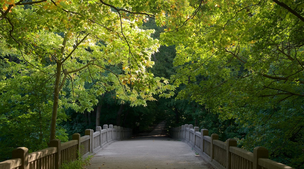 Matthiessen State Park 设有 森林景觀 和 橋梁