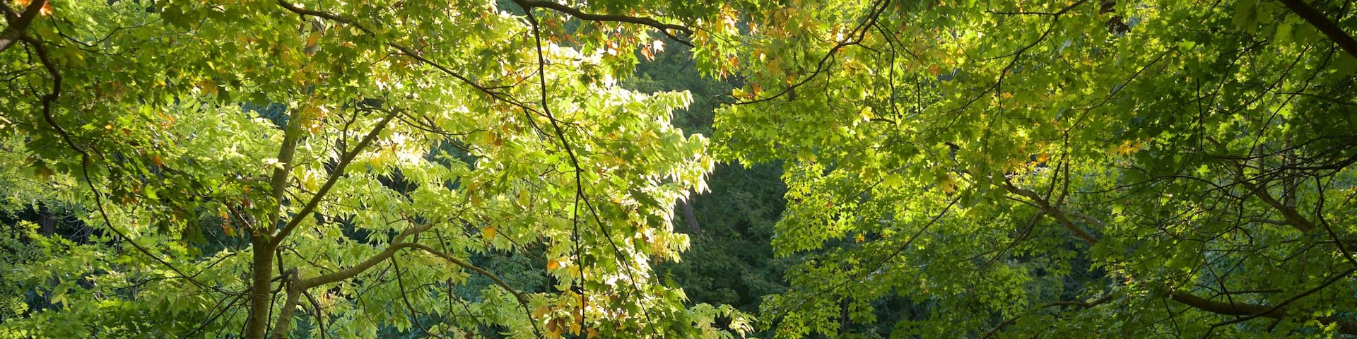 Matthiessen State Park ofreciendo escenas forestales y un puente