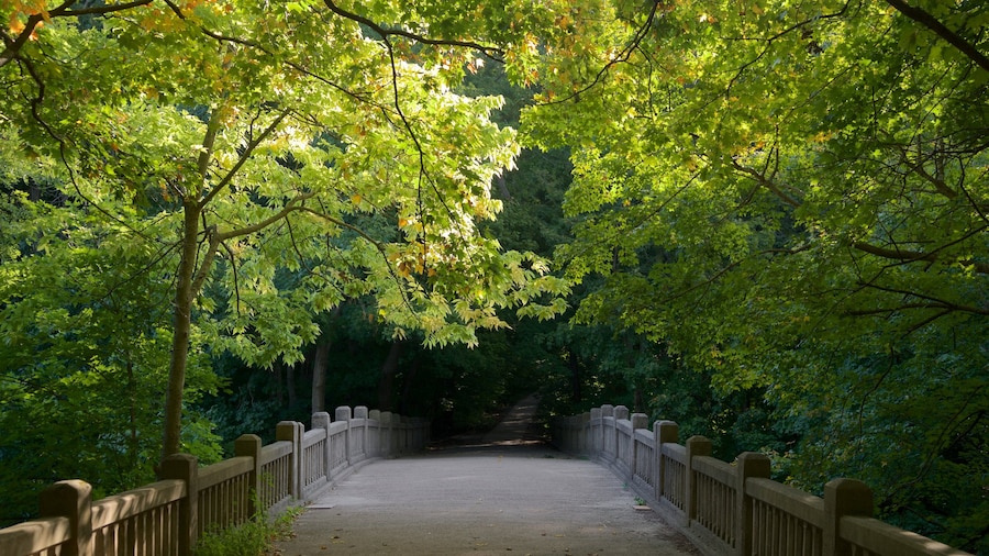 Matthiessen State Park og byder på en bro og skove