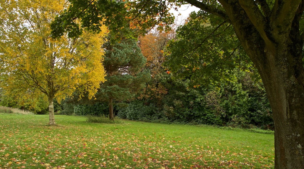 Ashton Court Mansion mostrando giardino e colori d\'autunno