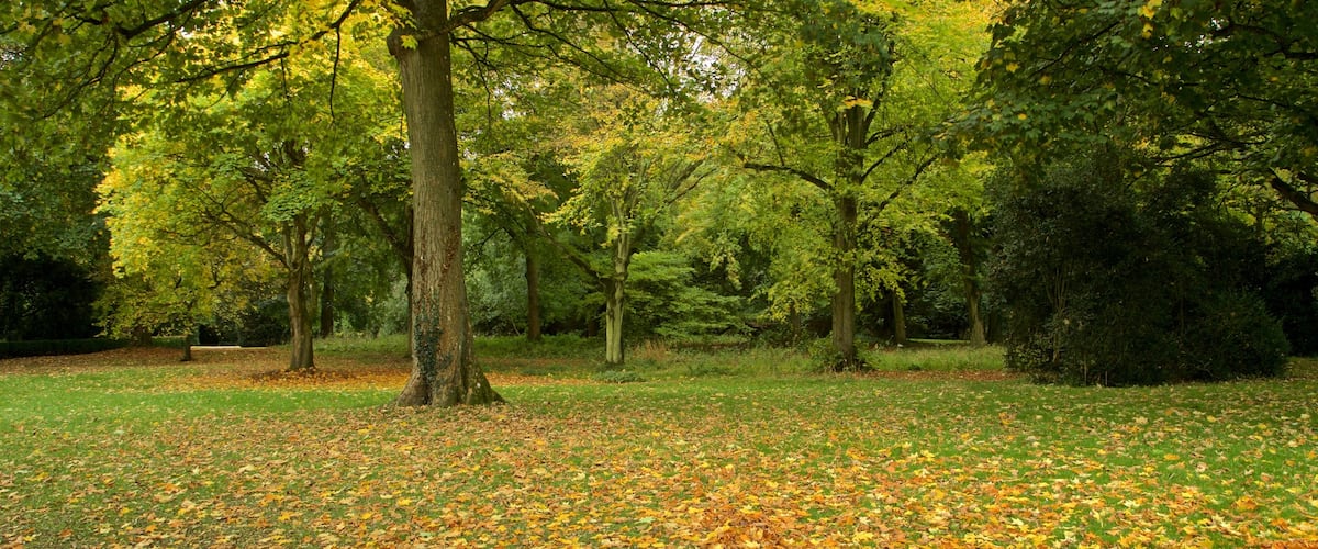 สวนสาธารณะ Lydiard เนื้อเรื่องที่ สวนสาธารณะ และ ใบไม้เปลี่ยนสี