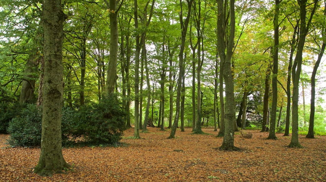 Lydiard Park toont een park en herfstbladeren