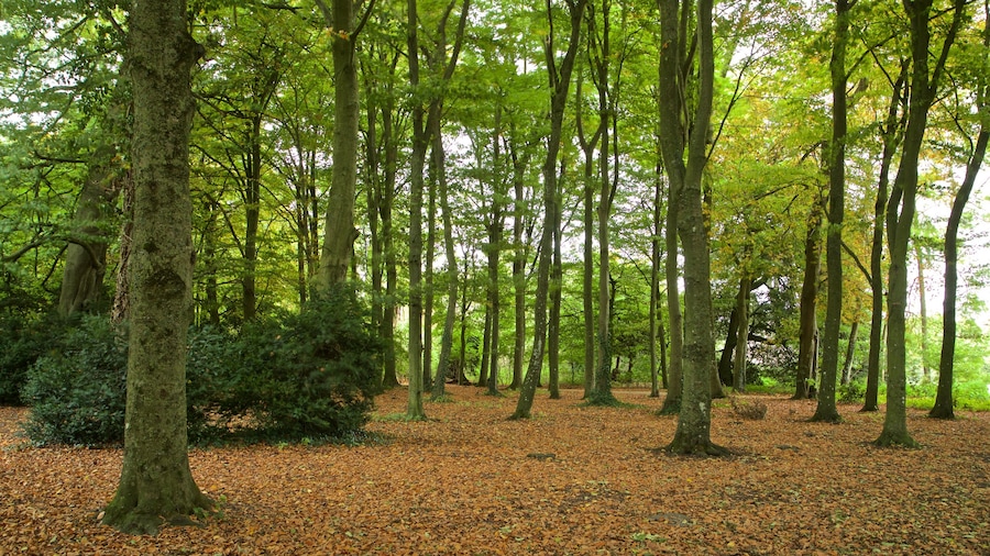 Lydiard Park che include colori d\'autunno e parco