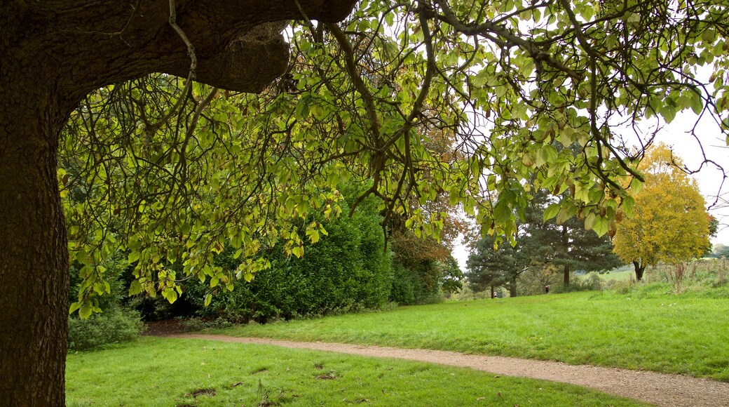 Ashton Court Mansion showing a garden