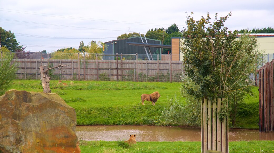 Yorkshire Wildlife Park ofreciendo animales del zoológico, animales terrestres y animales peligrosos
