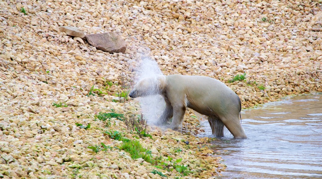 Yorkshire Wildlife Park bevat landdieren en dierentuindieren