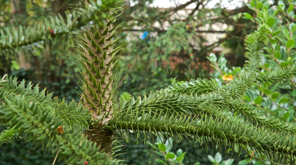 The Plantation Garden featuring puisto