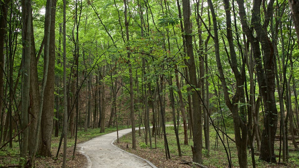 Paseo entarimado de la Duna del Mt. Pisgah que incluye jardín y bosques