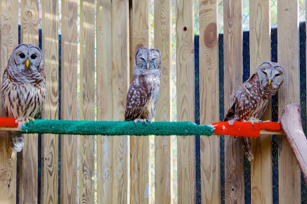 Carolina Raptor Center mettant en vedette vie des oiseaux et animaux de zoo