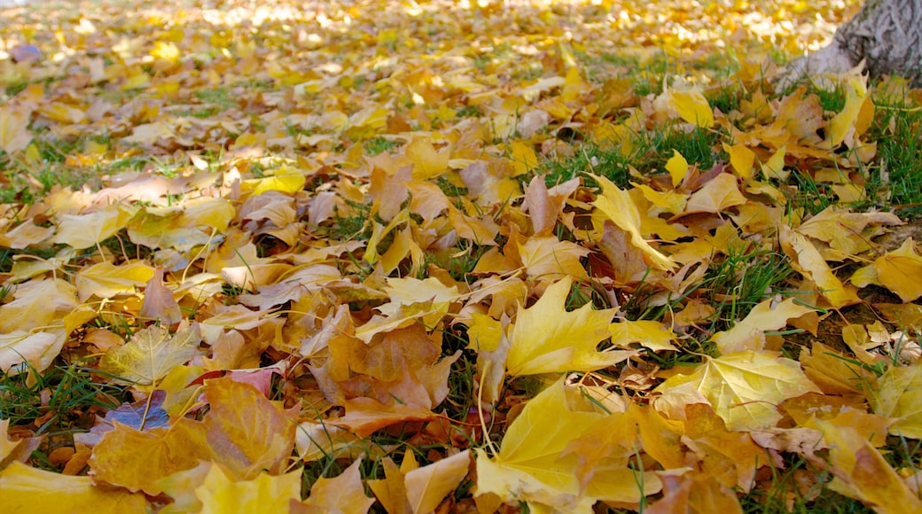 Rancho San Rafael Park