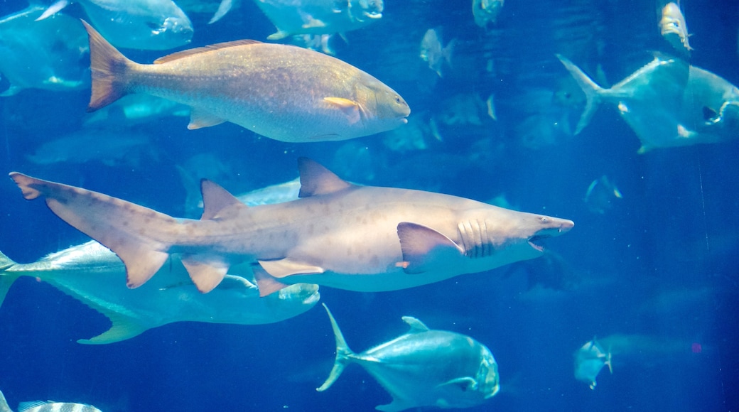 South Carolina Aquarium showing marine life