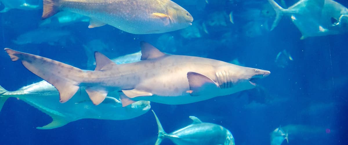 South Carolina Aquarium featuring marine life