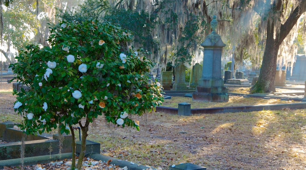 Magnolia Cemetery showing a cemetery, outdoor art and a memorial