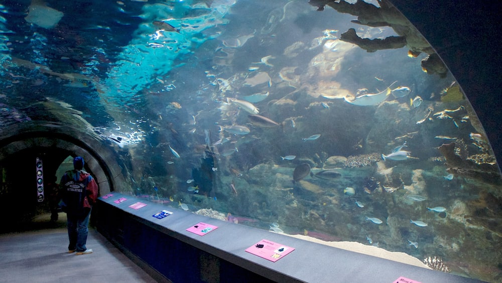 Kentucky montrant vues intérieures et vie marine aussi bien que homme