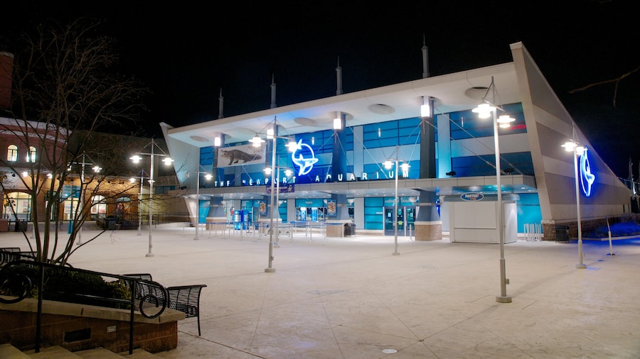 Newport Aquarium which includes marine life and night scenes