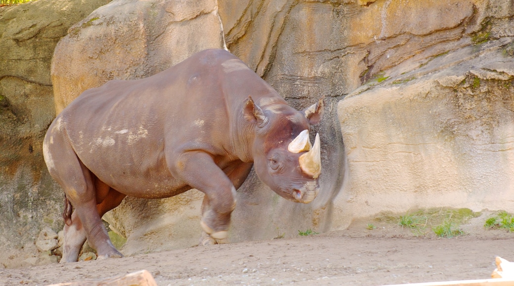 シンシナティ動植物園 表示 動物園の動物 と 陸生動物