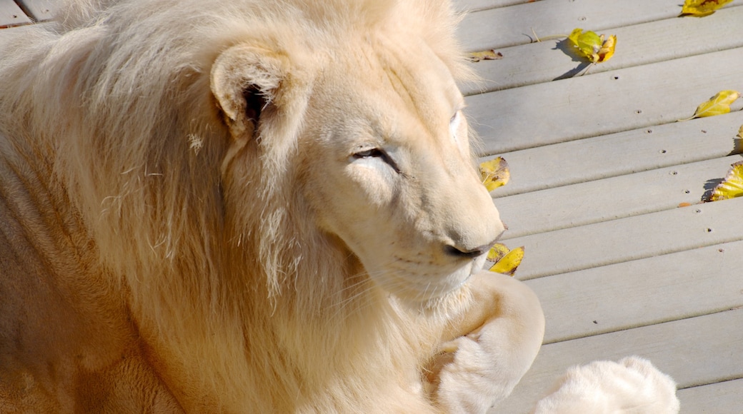 Dierentuin en Botanische tuin van Cincinnati bevat dierentuindieren en gevaarlijke dieren