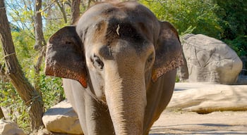 Cincinnati Zoo and Botanical Garden presenterar zoodjur och landdjur