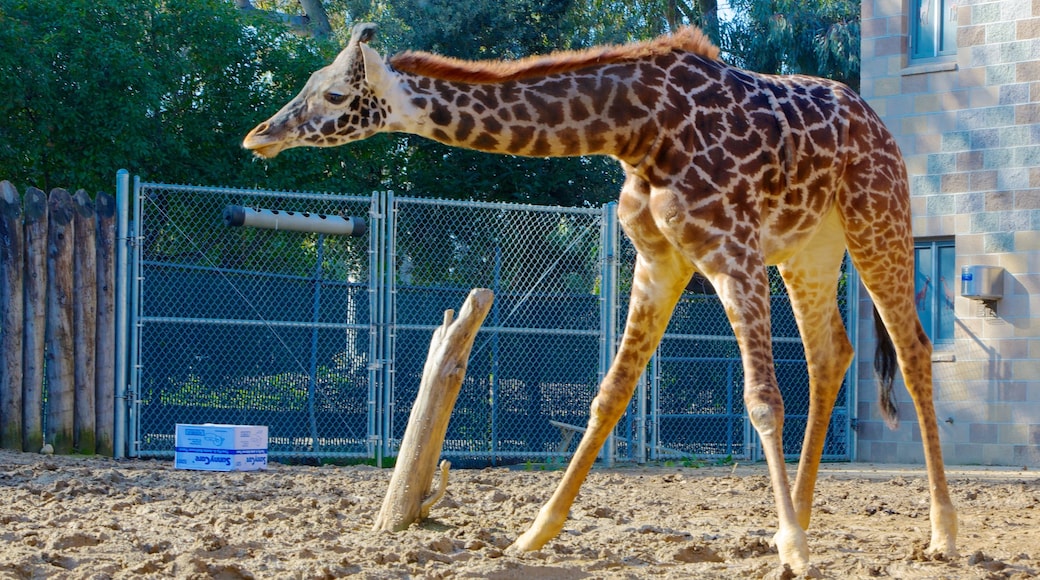 Sacramento Zoo toont landdieren en dierentuindieren