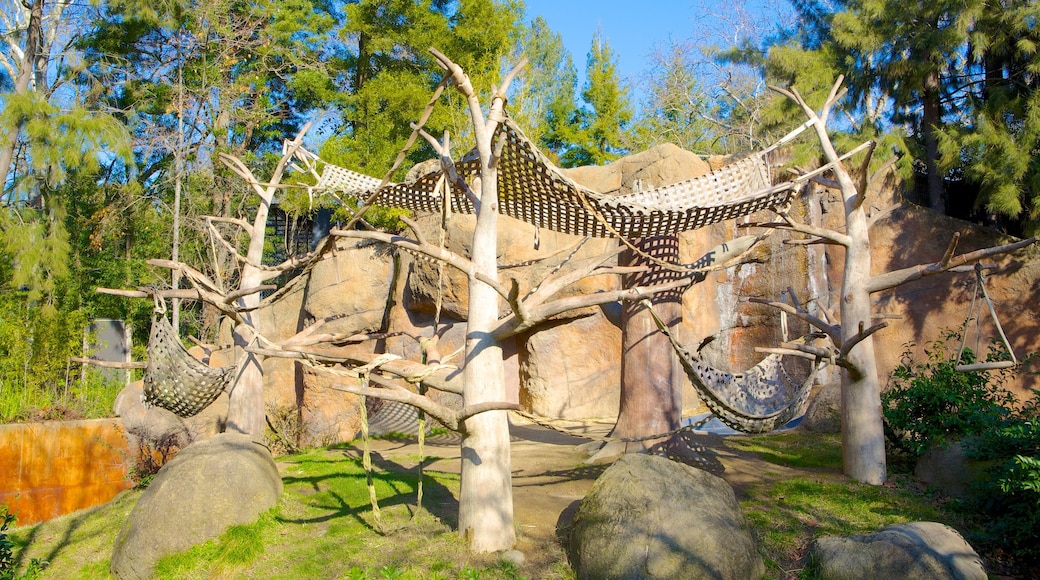 Sacramento Zoo caracterizando animais de zoológico