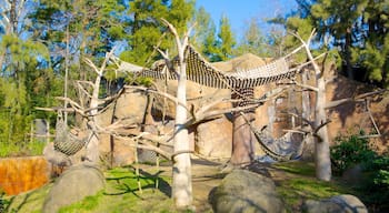 Sacramento Zoo caracterizando animais de zoológico