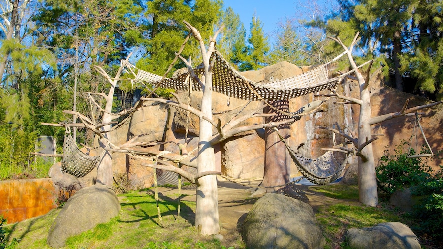 Sacramento Zoo featuring zoo animals