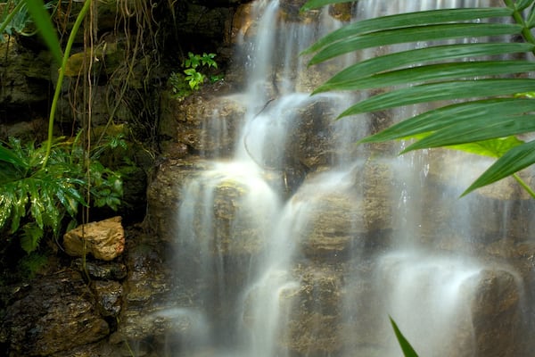 Krohn Conservatory featuring a waterfall