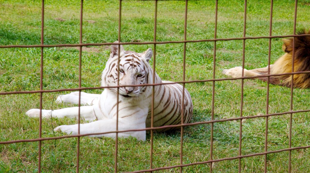 Big Cat Rescue presenterar farliga djur