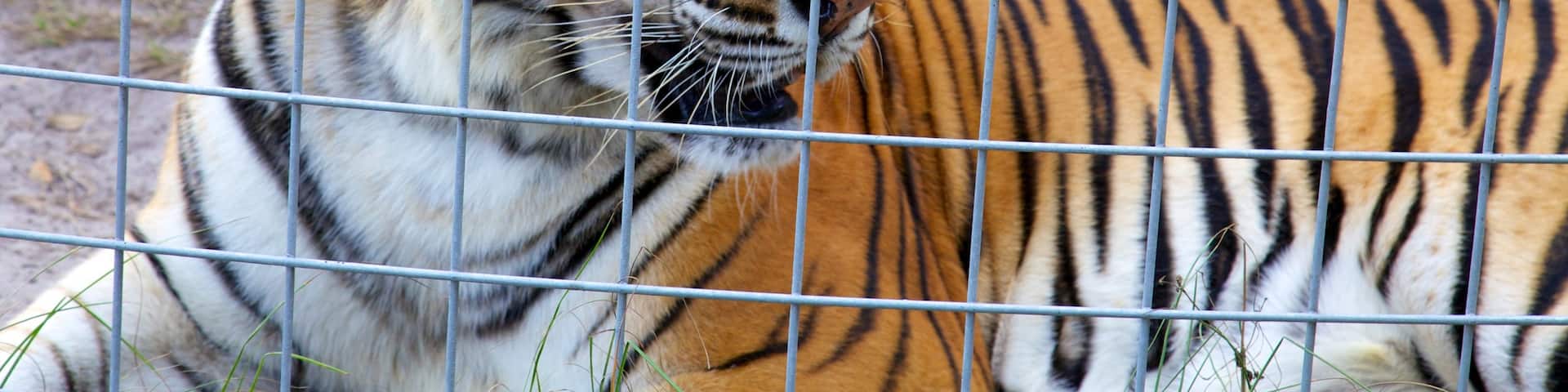 Big Cat Rescue featuring zoo animals and dangerous animals