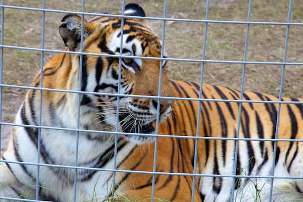 Big Cat Rescue featuring zoo animals and dangerous animals