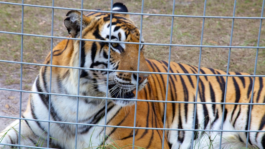 Big Cat Rescue showing zoo animals and dangerous animals