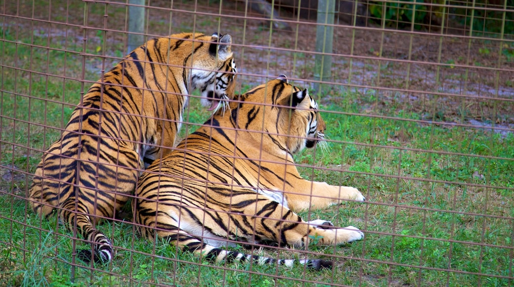 Big Cat Rescue caracterizando animais perigosos e animais de zoológico