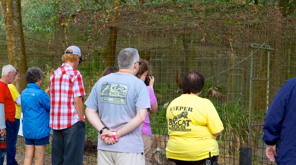 Big Cat Rescue featuring zoo animals as well as a large group of people