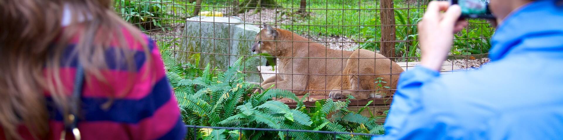 Big Cat Rescue featuring dangerous animals and zoo animals as well as a couple