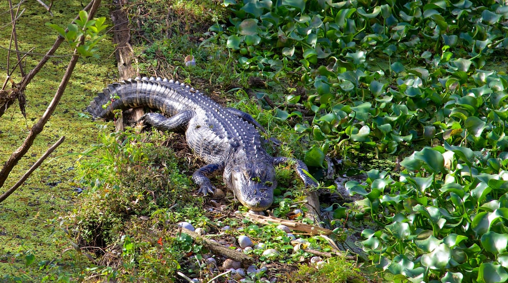 Lettuce Lake Park showing dangerous animals, zoo animals and a park