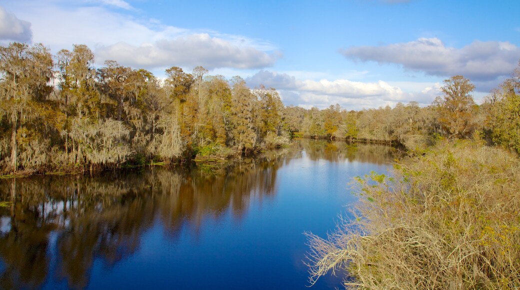 Lettuce Lake Park montrant scènes forestières, lac ou étang et parc