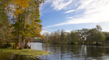 Lettuce Lake Park mostrando paisagem, um lago ou charco e cores do outono