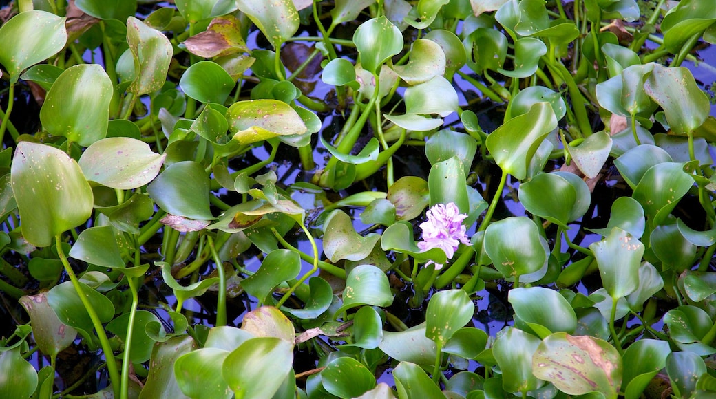 Lettuce Lake Park showing a park, wild flowers and a lake or waterhole