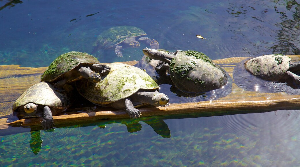 Lowry Park Zoo mit einem Zootiere