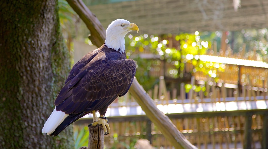 Lowry Park Zoo que incluye aves y animales del zoo