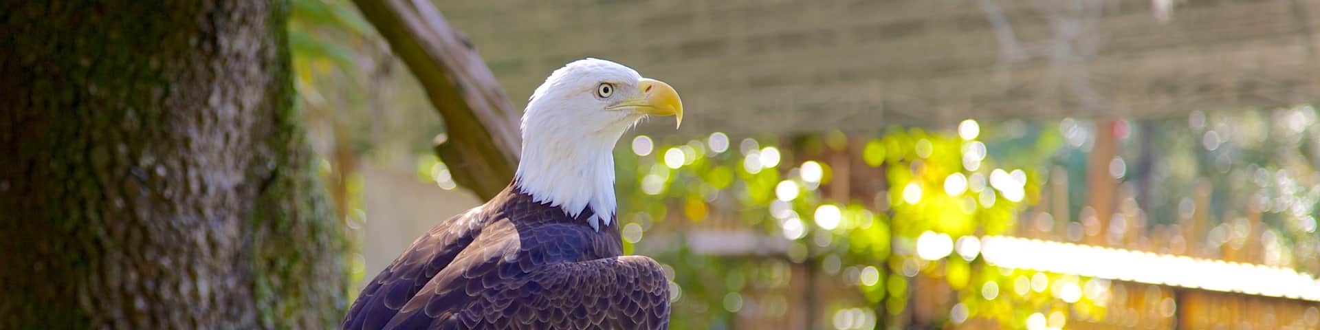Lowry Park Zoo featuring bird life and zoo animals