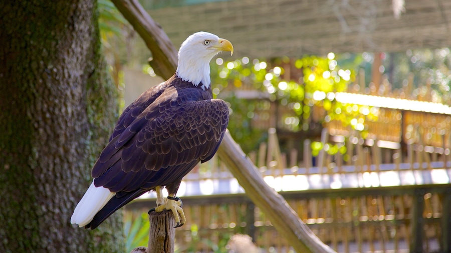 Lowry Park Zoo caratteristiche di volatili e animali da zoo