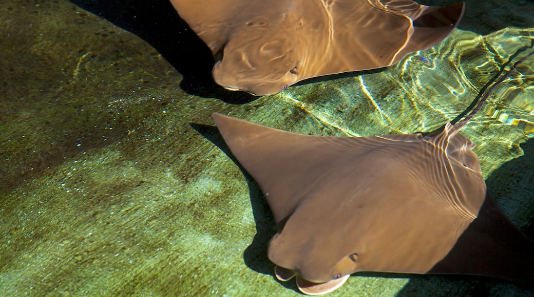 Lowry Park Zoo showing zoo animals and marine life