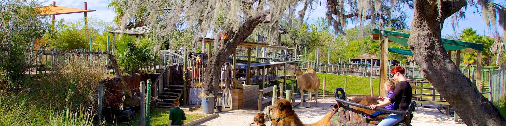 Lowry Park Zoo featuring zoo animals, a park and land animals