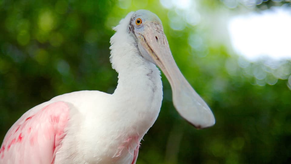 Florida Aquarium ofreciendo aves y vida marina