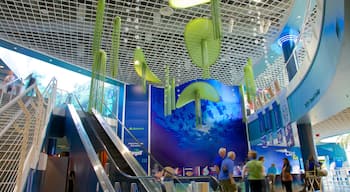 Florida Aquarium que inclui vida marinha e vistas internas