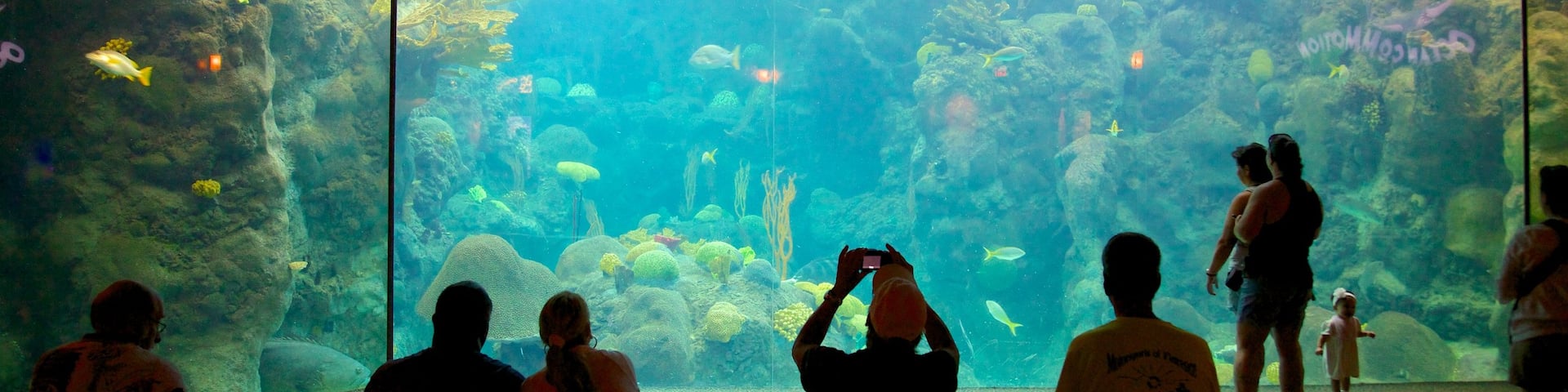Florida Aquarium showing marine life, interior views and modern architecture