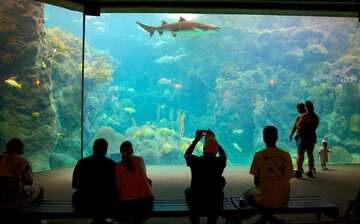 坦帕必去景點 坦帕佛羅里達水族館觀光旅遊景點介紹 Expedia Com Tw 坦帕必去景點 坦帕佛羅里達水族館觀光旅遊景點介紹 Expedia Com Tw