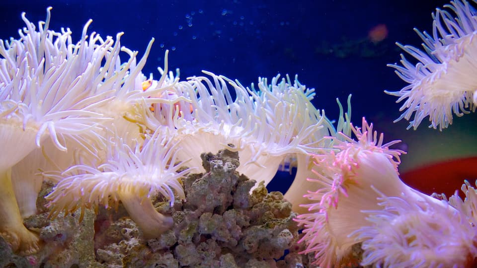 Florida Aquarium mostrando vida marina